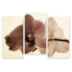Модульная картина на холсте "Орхидея сепия" 90x64 см Modulka.Ru