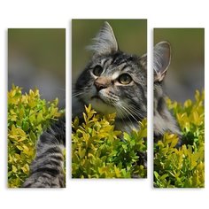 Модульная картина на холсте "Котик" 120x106 см Modulka.Ru