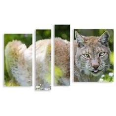 Модульная картина на холсте "Хитрая рысь" 120x79 см Modulka.Ru