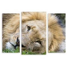 Модульная картина на холсте "Лёва" 90x65 см Modulka.Ru