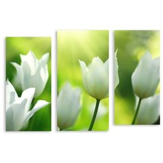Модульная картина на холсте "Белые тюльпаны" 150x106 см Modulka.Ru