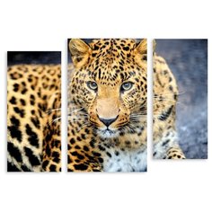 Модульная картина на холсте "Хищный взгляд" 170x121 см Modulka.Ru