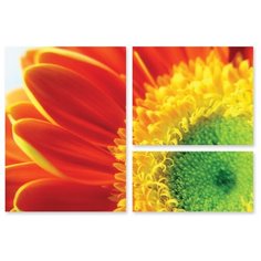 Модульная картина на холсте "Летний цветок" 150x103 см Modulka.Ru