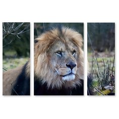 Модульная картина на холсте "Глава прайда" 170x118 см Modulka.Ru