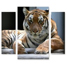 Модульная картина на холсте "Уставший тигр" 90x79 см Modulka.Ru