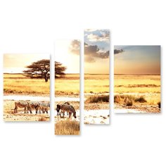 Модульная картина на холсте "Стадо зебр" 150x113 см Modulka.Ru
