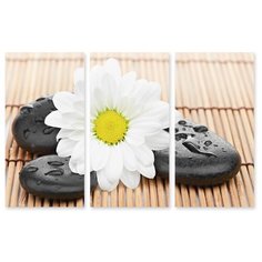 Модульная картина на холсте "Ромашка на камнях" 150x98 см Modulka.Ru