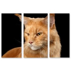 Модульная картина на холсте "Рыжий кот" 150x104 см Modulka.Ru