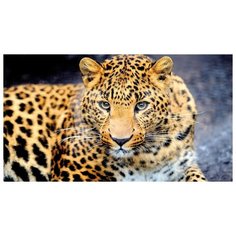 Супермоющиеся антивандальные фотообои Антимаркер, Леопард, 2-А-282, 270х150см