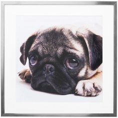 KARE Design Картина в рамке Mops, коллекция "Мопсы" 65*65*3, Бумага, Стекло, Полирезин, Мультиколор