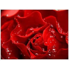 Фотообои/C коллекция Фотообои/C коллекцияКрасная роза 200х147-2 см Divino
