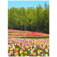 Фотообои/D коллекция Фотообои/D коллекцияПоле тюльпанов 200х270 см Divino