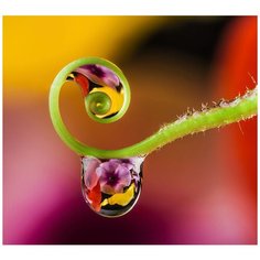 Фотообои/E коллекция Фотообои/E коллекцияЦветы в каплях 300х270 см Divino