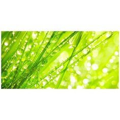 Фотообои/C коллекция Фотообои/C коллекцияТрава макро 300х147-2 см Divino