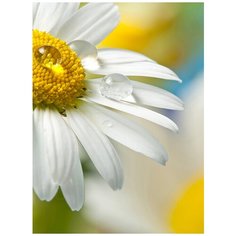 Фотообои/D коллекция Фотообои/D коллекцияРоса на ромашке 200х270 см Divino