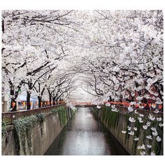 Фотообои/B коллекция Фотообои/B коллекцияЦветение 300х270 см Divino