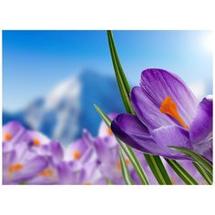 Фотообои/C коллекция Фотообои/C коллекцияАльпийские крокусы 200х147-2 см Divino