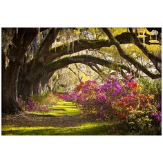 Фотообои/D коллекция Фотообои/D коллекцияВисячие ветви 400х270 см Divino