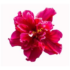 Фотообои/D коллекция Фотообои/D коллекцияГибискус 300х270 см Divino