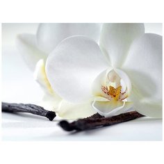 Фотообои/C коллекция Фотообои/C коллекцияОрхидея и ваниль 200х147-2 см Divino