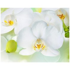 Фотообои/C коллекция Фотообои/C коллекцияБелая орхидея 300х238 см Divino