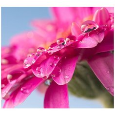 Фотообои/E коллекция Фотообои/E коллекцияКапли росы 300х270 см Divino