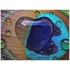 Фотообои/C коллекция Фотообои/C коллекцияПеро павлина 200х147-2 см Divino