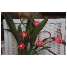 Гирлянда светодиодная на батарейках Виола, цвет - красный, 726-18 Star Trading