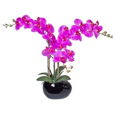 Орхидея фаленопис 3 ветки в керамическом кашпо Камень черное , цвет: розовая фуксия Gerard de ros