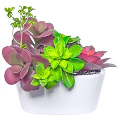 Каменные розы в белом керамическом кашпо, цвет: темно-фиолетовый Gerard de ros