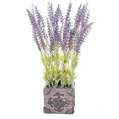 Шалфей большой 3 цвета в керамическом кашпо "куб", цвет: лавандовый Gerard de ros