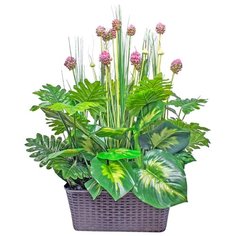 Лук цветущий и монстера в балконном ящике Gerard de ros