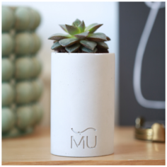 Кашпо для суккулентов Leo, 11x7x5, экобетон, светло-серое Musko