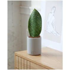 Декоративное кашпо для суккулентов Ben MUSKO / Экобетон / Светло-серое