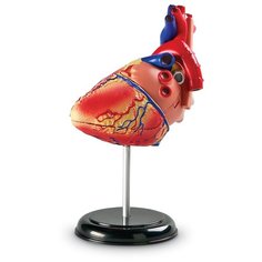 Learning Resources Развивающая игрушка "Анатомия человека. Сердце", 29 элементов
