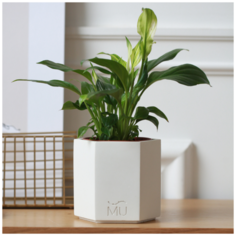 Декоративное кашпо Sakura MUSKO / Экобетон / Слоновая кость