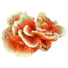 Коралл для аквариума Marvelous Aqva, К-007/1