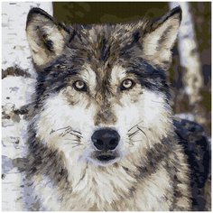 Molly картина по номерам "Серый волк" 30х30 см (KH0700)