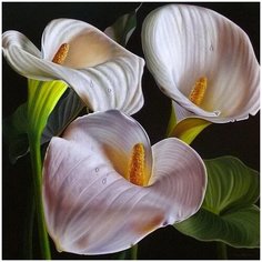 Алмазная мозаика Molly 30х30 см Белые каллы