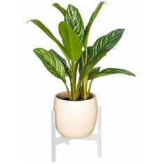 Подставка для комнатных растений Trinity 25 Greenween