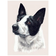 Белоснежка Картина по номерам "Бордер-колли" 30*40 см (376-AS)