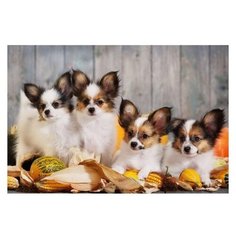 Рыжий кот Картина по номерам "Забавные щенята" 40x50 см (Х-3530)