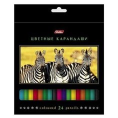 Hatber цветные карандаши Дикий мир, 24 цвета (BKc_24270)
