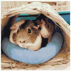 Морские свинки Раскраска картина по номерам на холсте ets523-4040 40х40