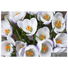 Фотообои К-057 "Утренняя весна" (8 листов), 280х200 см 1166821 Симфония