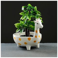 Кашпо керамическое "Жираф" 19*13*13см 5274450 Take It Easy