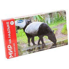 Набор карточек Умница Мир на ладошке. Мир джунглей 18x10 см 24 шт.