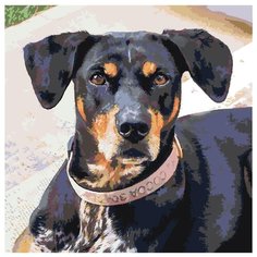 Пинчер Карл Раскраска картина по номерам на холсте ETS139 40х40