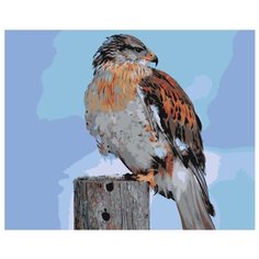 Ястреб Раскраска картина по номерам на холсте Z-AB418 40х50