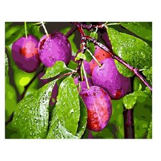 Картина по номерам Сливы на ветке Paintboy